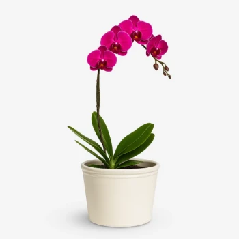 Violet Orchid