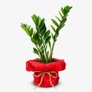 ZZ Plant in a white pot, with glossy green leaves and thick stems.