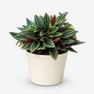 Peperomia Rosso plant with dark green, rippled leaves and red undersides in a cream pot.