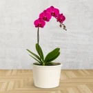 Purple phalaenopsis orchid in a white pot against a white brick wall.