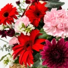 Vibrant bouquet of red gerberas, pink carnations, violet chrysanthemums, and white statice.