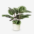 Medallion Calathea plant with dark green and white patterned leaves in a white pot.