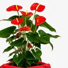 Red Anthurium Plant 2
