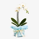White Phalaenopsis orchid plant with multiple blooms in a white pot.