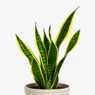 Snake plant with green and yellow striped leaves in a cream pot against a white background.