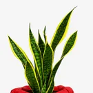 Snake plant with green and yellow striped leaves in a cream pot against a white background.