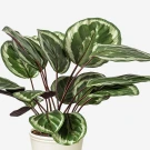 Medallion Calathea plant with large, patterned green and white leaves and dark stems in a white pot.