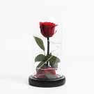 Preserved red rose in glass dome, inspired by Beauty and the Beast.