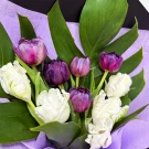 Violet and white tulips with green leaves, arranged in a bouquet.