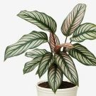 Pinstripe Calathea plant with striped green, white, and pink leaves in a white pot.
