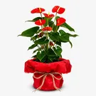 Red anthurium plant with vibrant red blooms and lush green leaves in a beige pot.
