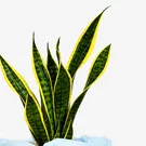Snake plant with green and yellow striped leaves in a cream pot against a white background.