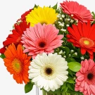 Vibrant bouquet of gerbera daisies in pink, red, orange, yellow, and white in a clear vase.