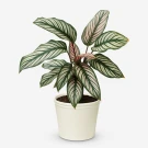 Pinstripe Calathea plant with striped green and pink leaves in a white pot.