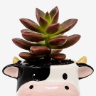 Succulent plant in a black and white cow-shaped pot with small yellow horns.