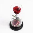 Preserved red rose under glass dome, inspired by Beauty and the Beast.