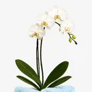 White orchid plant with four open blooms and three buds on a dark stem, with dark green leaves below.