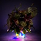 A glass vase with a floral arrangement featuring anthurium, roses, and lilies, lit by colorful LED string lights.