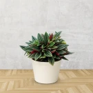 Peperomia Rosso plant in a cream pot against a grey textured wall and wooden floor.