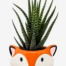 Succulent plant in a fox-shaped planter, part of the "Tiny Wild Things" collection.