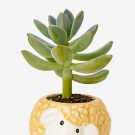 Succulent plant in a whimsical animal pot, part of the Tiny Wild Things collection.