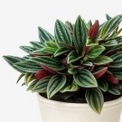 Peperomia Rosso plant with dark green, red-backed leaves in a cream pot.