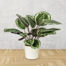 Medallion Calathea plant in a white pot against a concrete wall and wooden floor.