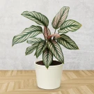 Pinstripe Calathea plant in a white pot with striking green and pink striped leaves.