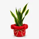 Potted snake plant with tall, variegated green and yellow leaves against a white background.