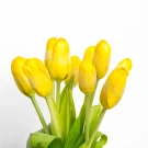 Bunch of bright yellow tulips with green stems and leaves against a white background.