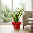 Snake plant with green and yellow striped leaves in a cream pot on a wooden floor.