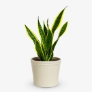 Potted snake plant with tall, variegated green and yellow leaves against a white background.