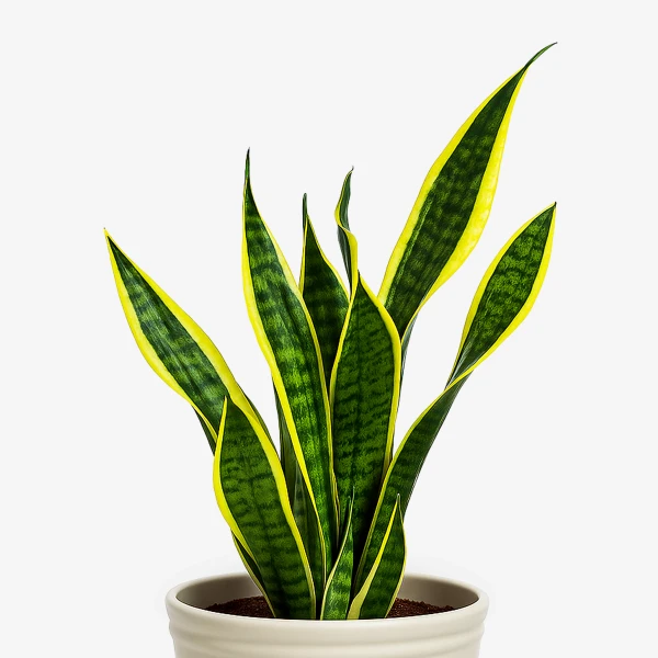 Snake plant with green and yellow striped leaves in a cream pot against a white background.