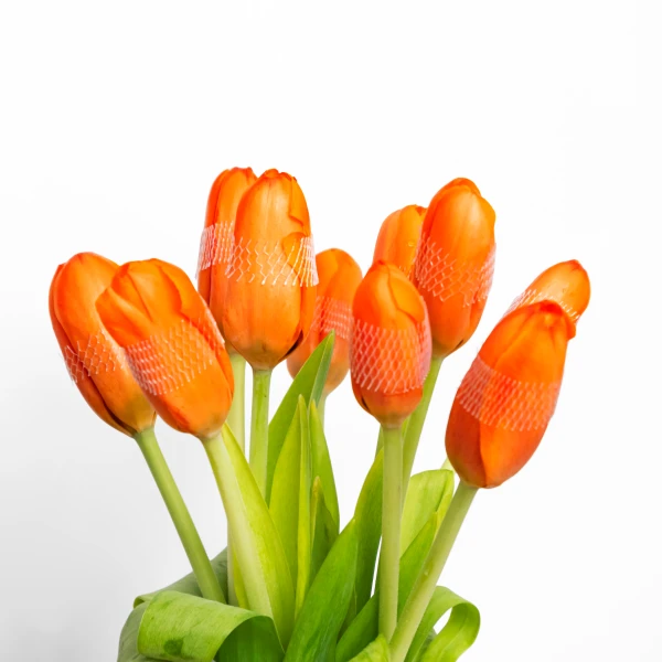 Red-orange tulips in protective netting arranged in a vase against a white background.