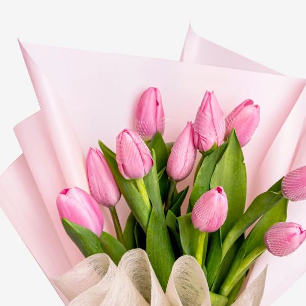 Pink tulips bouquet wrapped in pink and white paper with a white ribbon.