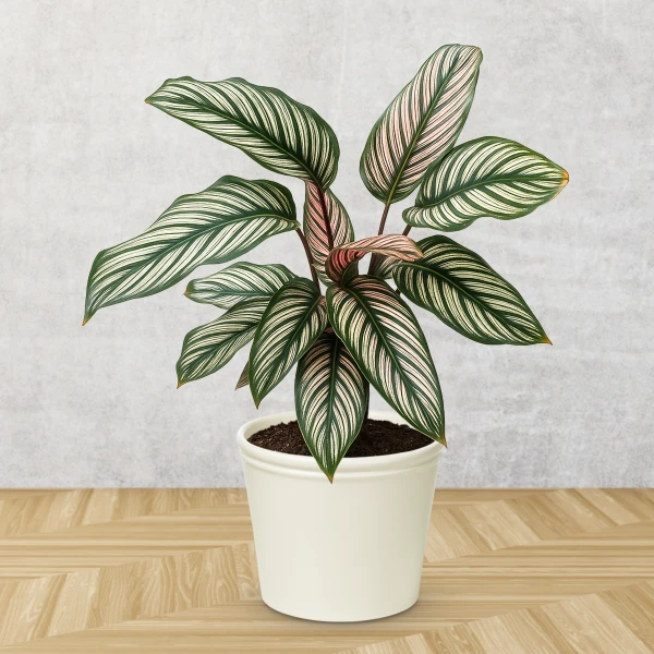 Pinstripe Calathea plant in a white pot with striking green and pink striped leaves.