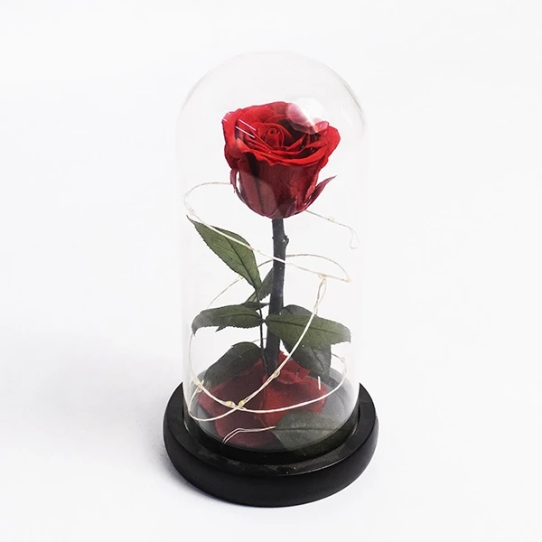 Enchanted red rose under glass dome with fairy lights on black base.