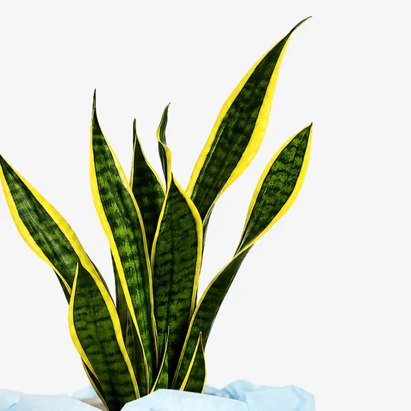 Snake plant with green and yellow striped leaves in a cream pot against a white background.