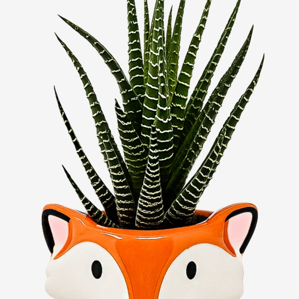 Zebra haworthia succulent in a fox-shaped planter.