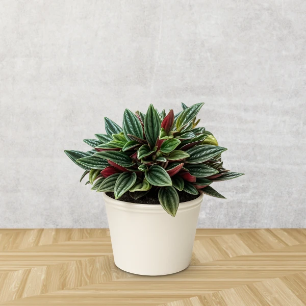 Peperomia Rosso plant in a cream pot against a grey textured wall and wooden floor.