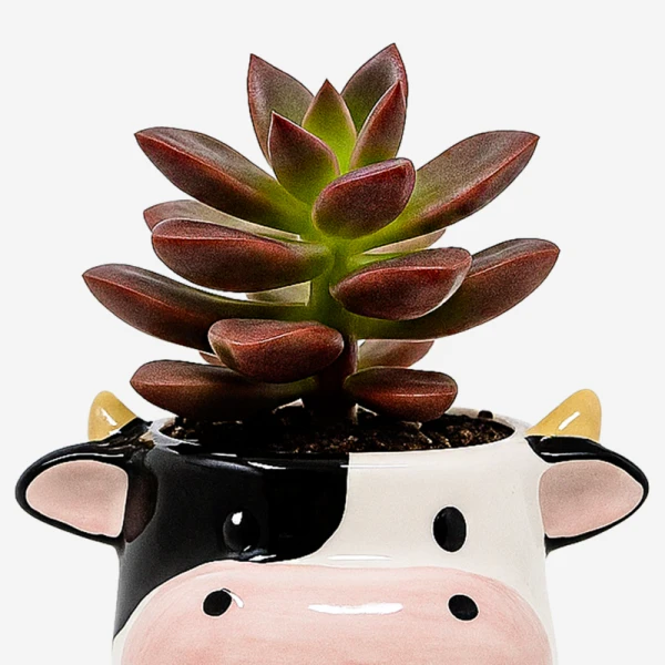 Succulent plant in a cow-shaped planter with black and white spots and pink snout.