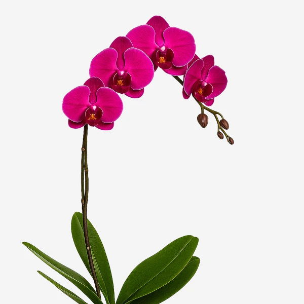 A purple orchid plant with green leaves and a white background.