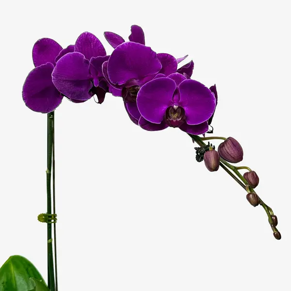 A purple orchid plant with green leaves and a white background.