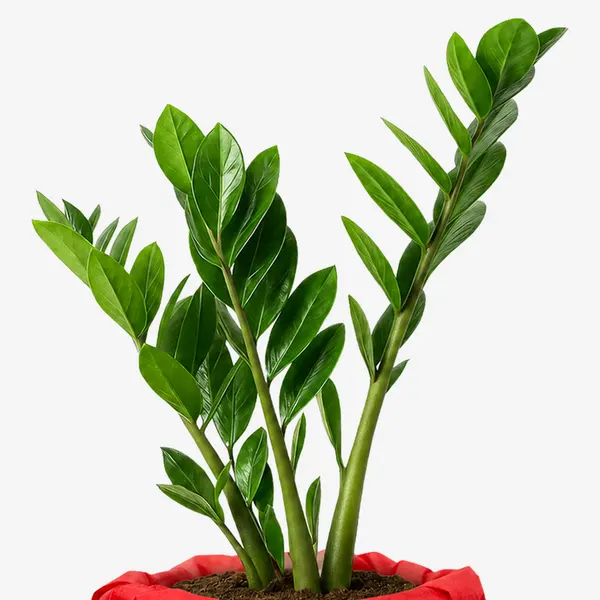 A ZZ plant with glossy green leaves in a white pot against a white background.