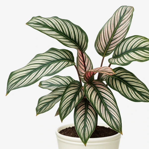 Pinstripe Calathea plant with striped green, white, and pink leaves in a white pot.