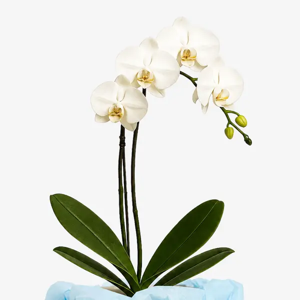 White orchid plant with four open blooms and three buds on a dark stem, with dark green leaves below.