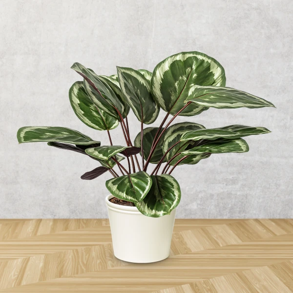 Medallion Calathea plant in a white pot against a concrete wall and wooden floor.