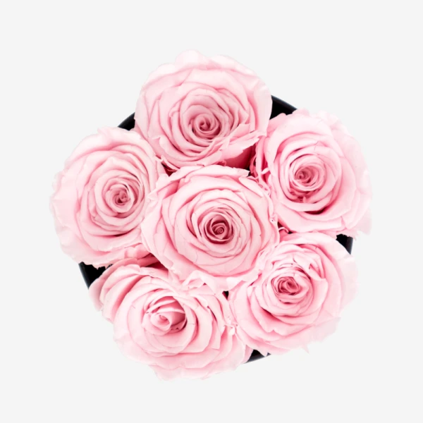 Six light pink preserved roses in a black box, viewed from above.
