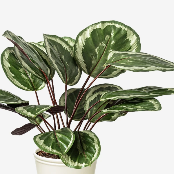 Medallion Calathea plant with large, patterned green and white leaves and dark stems in a white pot.