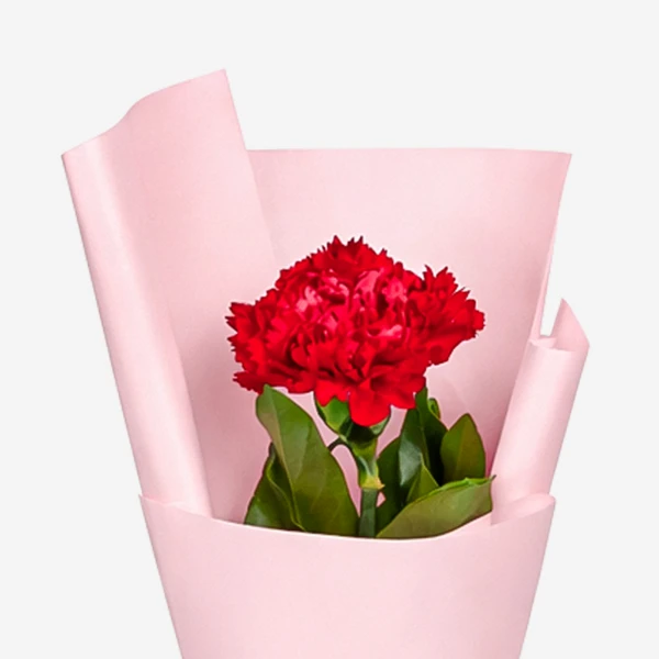 Red carnation in pink paper wrapping.